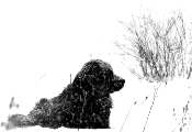 black dog